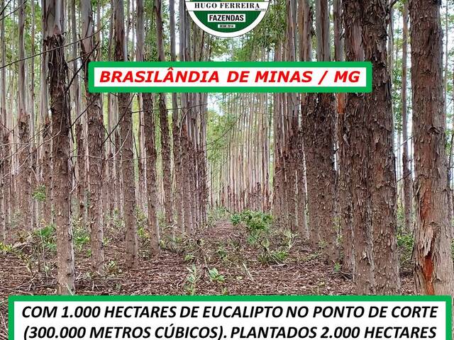 #2840 - Fazenda para Venda em Brasilândia de Minas - MG - 2