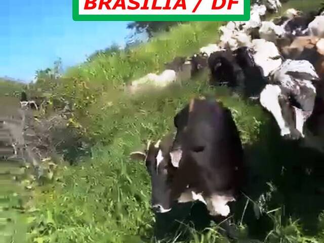 #3833 - Fazenda para Arrendamento em Brasília - DF - 2