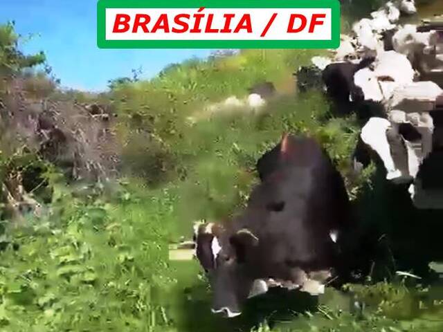 #3833 - Fazenda para Arrendamento em Brasília - DF - 3