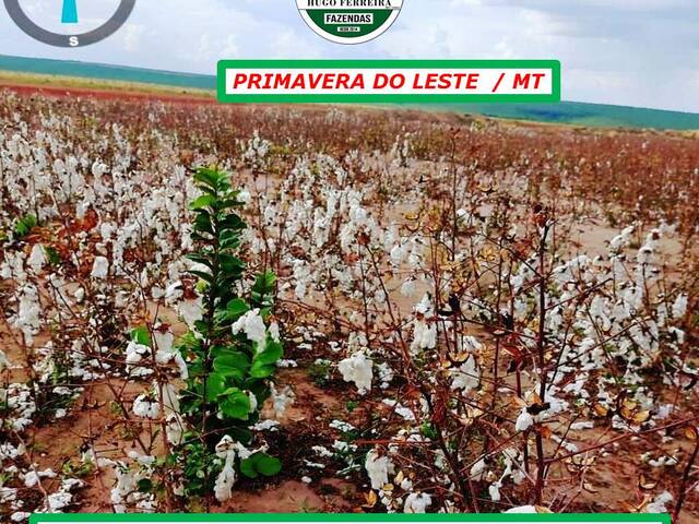 #4010 - Fazenda para Arrendamento em Primavera do Leste - MT - 3
