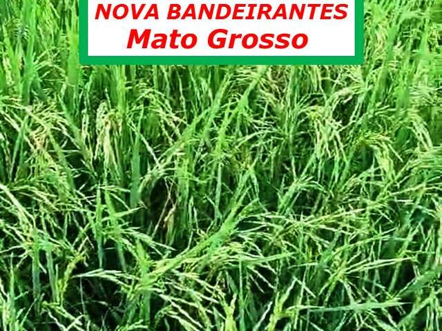#4040 - Fazenda para Arrendamento em Nova Bandeirantes - MT - 3
