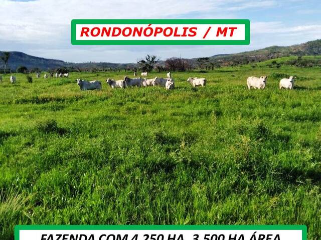 #4064 - Fazenda para Venda em Rondonópolis - MT - 3