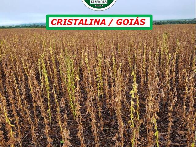 #4166 - Fazenda para Arrendamento em Cristalina - GO - 2