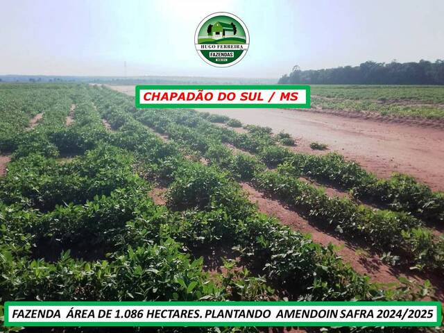 #4333 - Fazenda para Venda em Chapadão do Sul - MS - 3