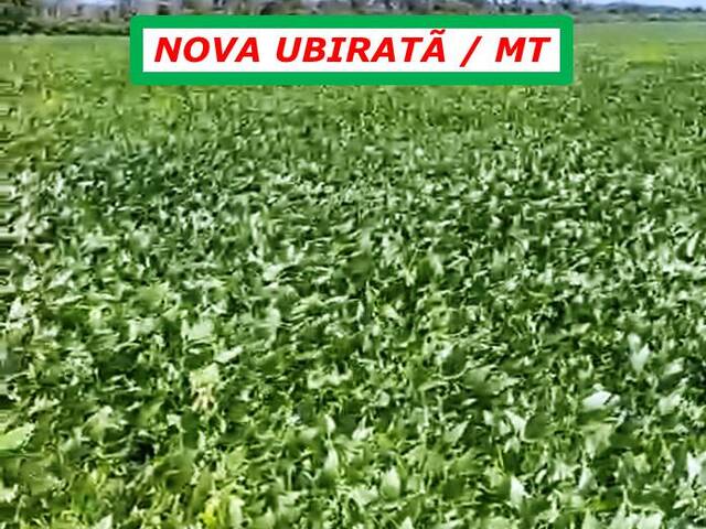 #4511 - Chácara para Venda em Nova Ubiratã - MT - 3
