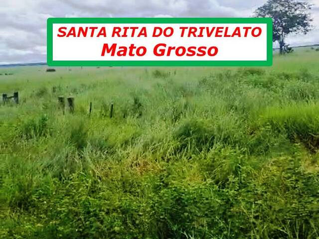 #4900 - Fazenda para Arrendamento em Santa Rita do Trivelato - MT - 3