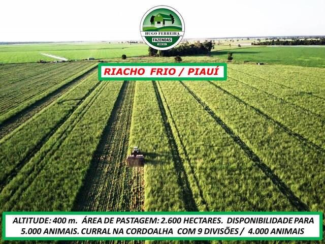 #5266 - Fazenda para Arrendamento em Riacho Frio - PI - 3