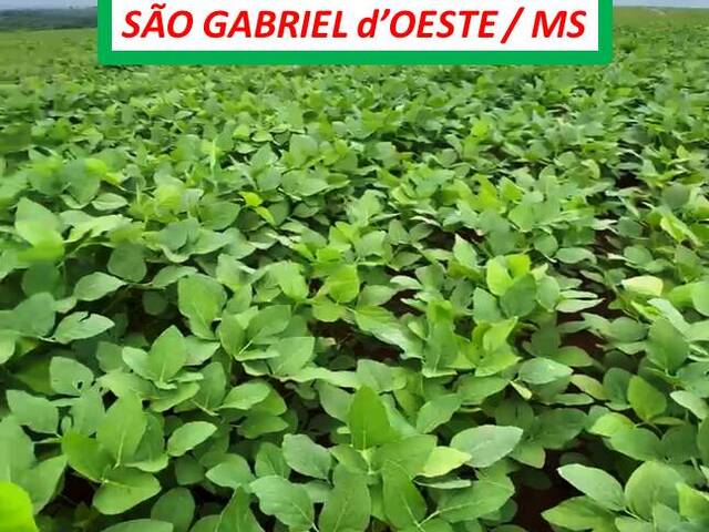 #5411 - Fazenda para Arrendamento em São Gabriel do Oeste - MS - 2