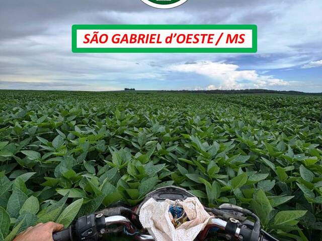 #5411 - Fazenda para Arrendamento em São Gabriel do Oeste - MS - 3