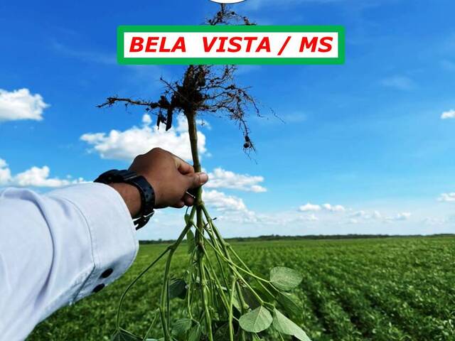 #5900 - Chácara para Arrendamento em Bela Vista - MS - 3