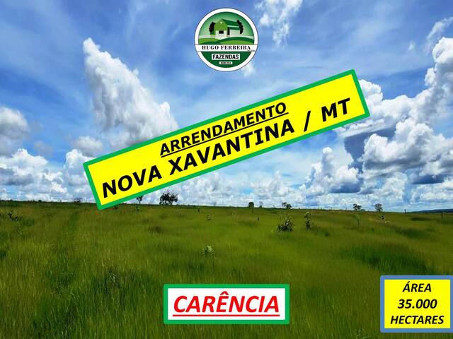 #6100 - Fazenda para Arrendamento em Nova Xavantina - MT - 1