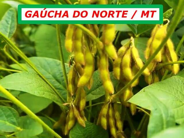 #6190 - Fazenda para Arrendamento em Gaúcha do Norte - MT - 2