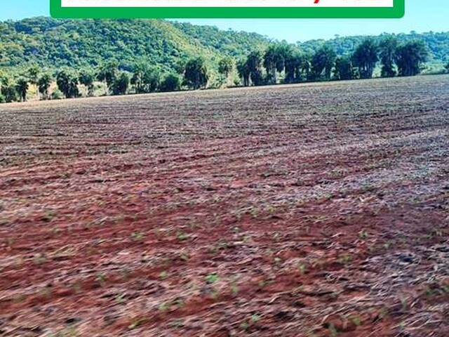 #6277 - Fazenda para Arrendamento em Antônio João - MS - 3