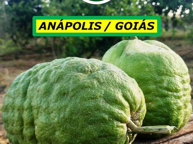 #7122 - Chácara para Venda em Anápolis - GO - 3