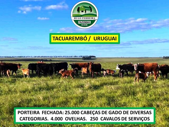 #7655 - Fazenda para Venda em Ansina - UY-TA - 3