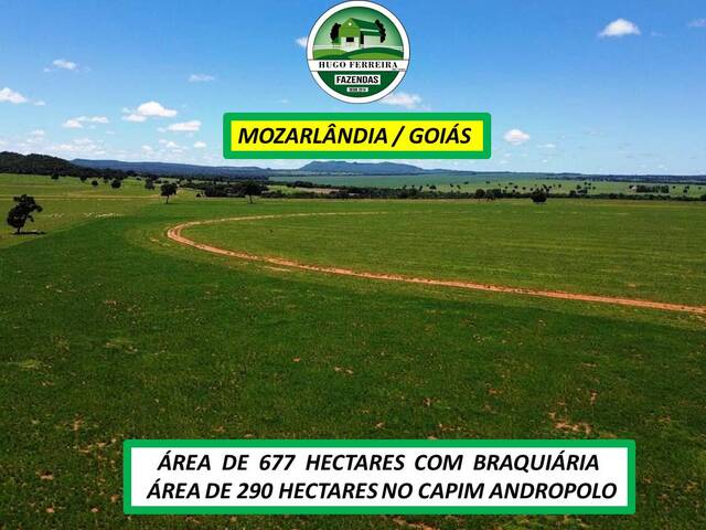 #7733 - Fazenda para Venda em Mozarlândia - GO - 1