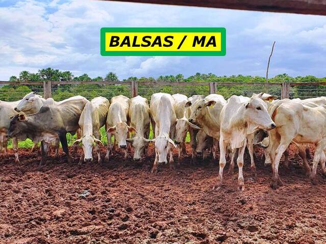 #7866 - Fazenda para Venda em Balsas - MA - 2