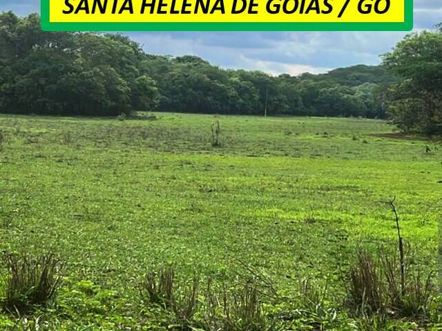 #7911 - Fazenda para Venda em Santa Helena de Goiás - GO - 1
