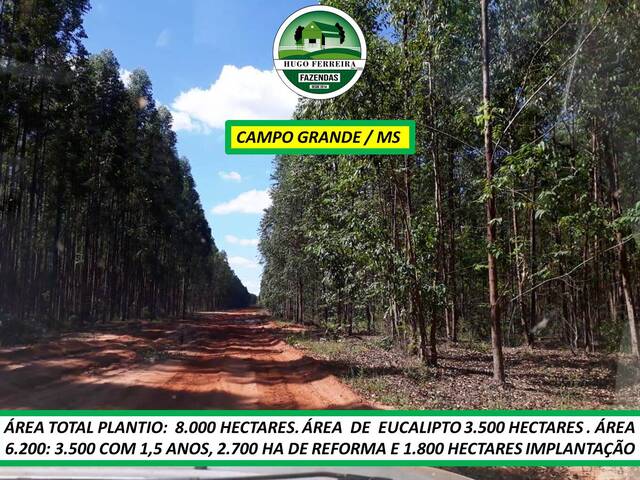 #8033 - Fazenda para Venda em Campo Grande - MS - 3