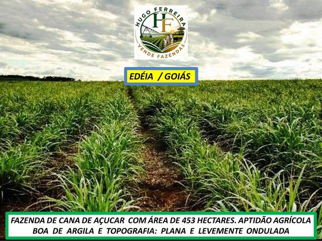 #8511 - Fazenda para Venda em Edéia - GO - 3