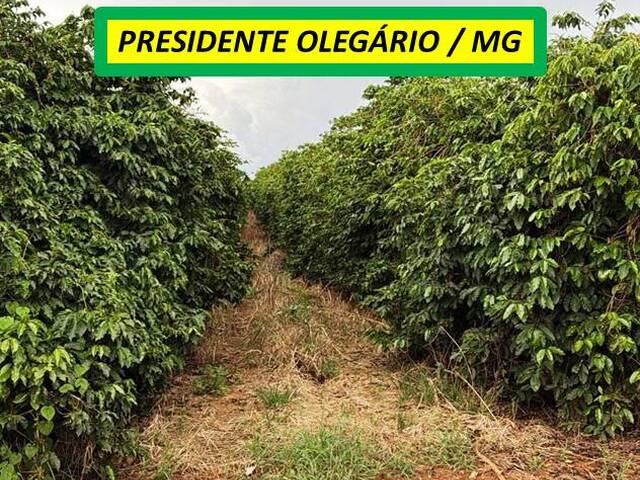 #8595 - Fazenda para Venda em Presidente Olegário - MG